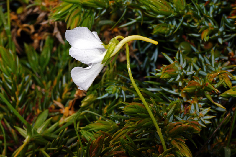 Viola corsica subsp. limbarae / Viola del Limbara